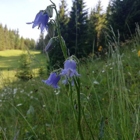 Soba Pri Bregarju Apartment Bohinj Luaran gambar